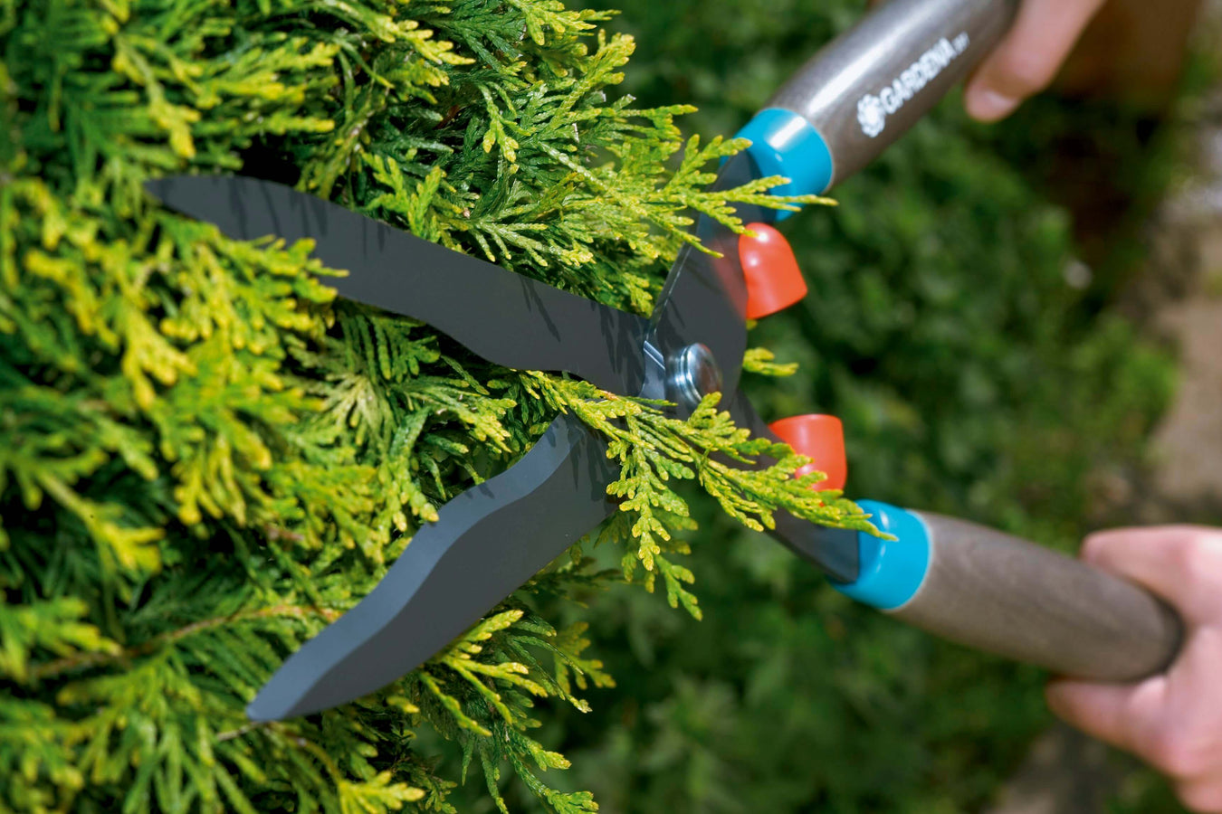 Hedge Clippers